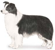 Border Collie